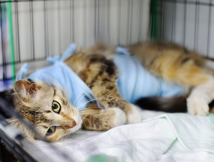 Hope Veterinary Surgeries